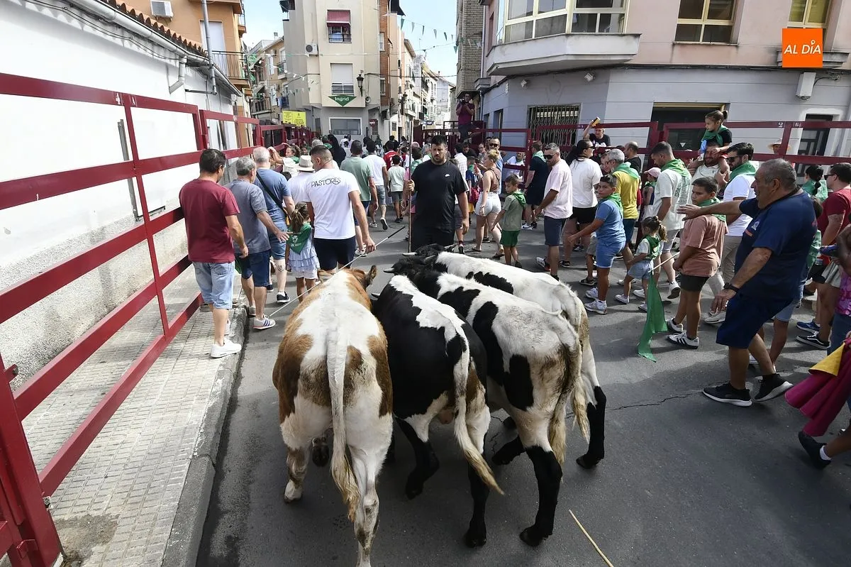 Encierro minibueyes en las fiestas de San Buenaventura en Moraleja/ Fotos: Adrián M.Pastor