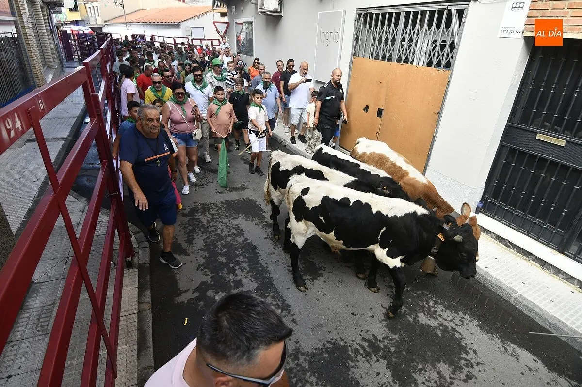 Encierro minibueyes en las fiestas de San Buenaventura en Moraleja/ Fotos: Adrián M.Pastor