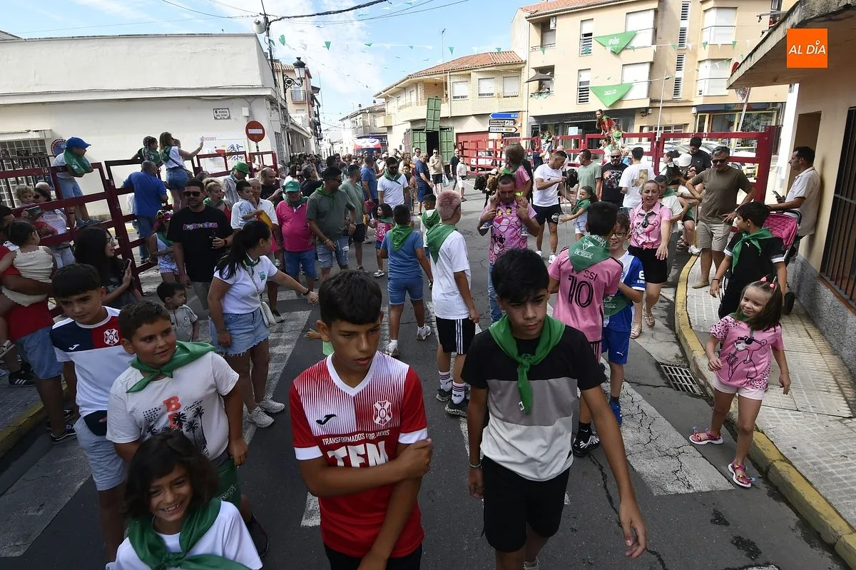 Encierro minibueyes en las fiestas de San Buenaventura en Moraleja/ Fotos: Adrián M.Pastor