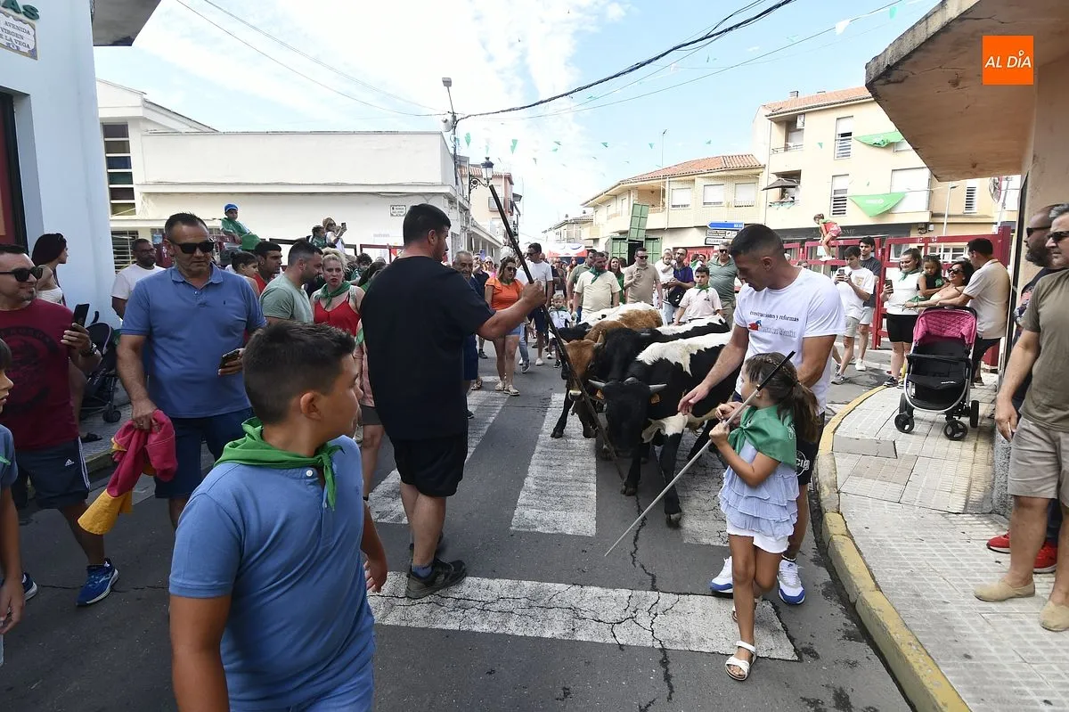 Encierro minibueyes en las fiestas de San Buenaventura en Moraleja/ Fotos: Adrián M.Pastor