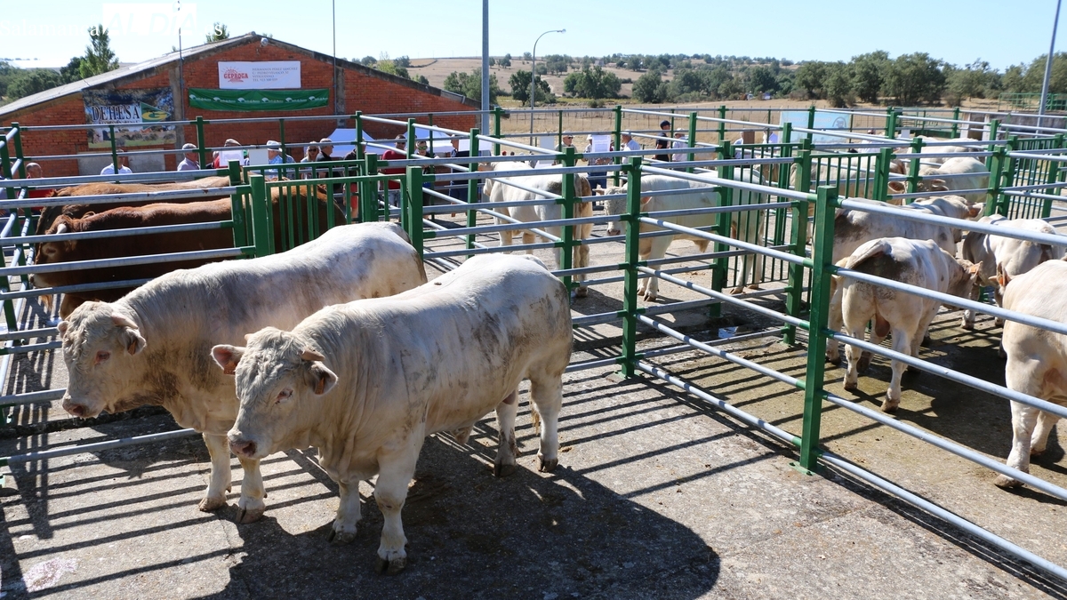Regresa la feria y concurso de ganado de Vitigudino el 16 de agosto