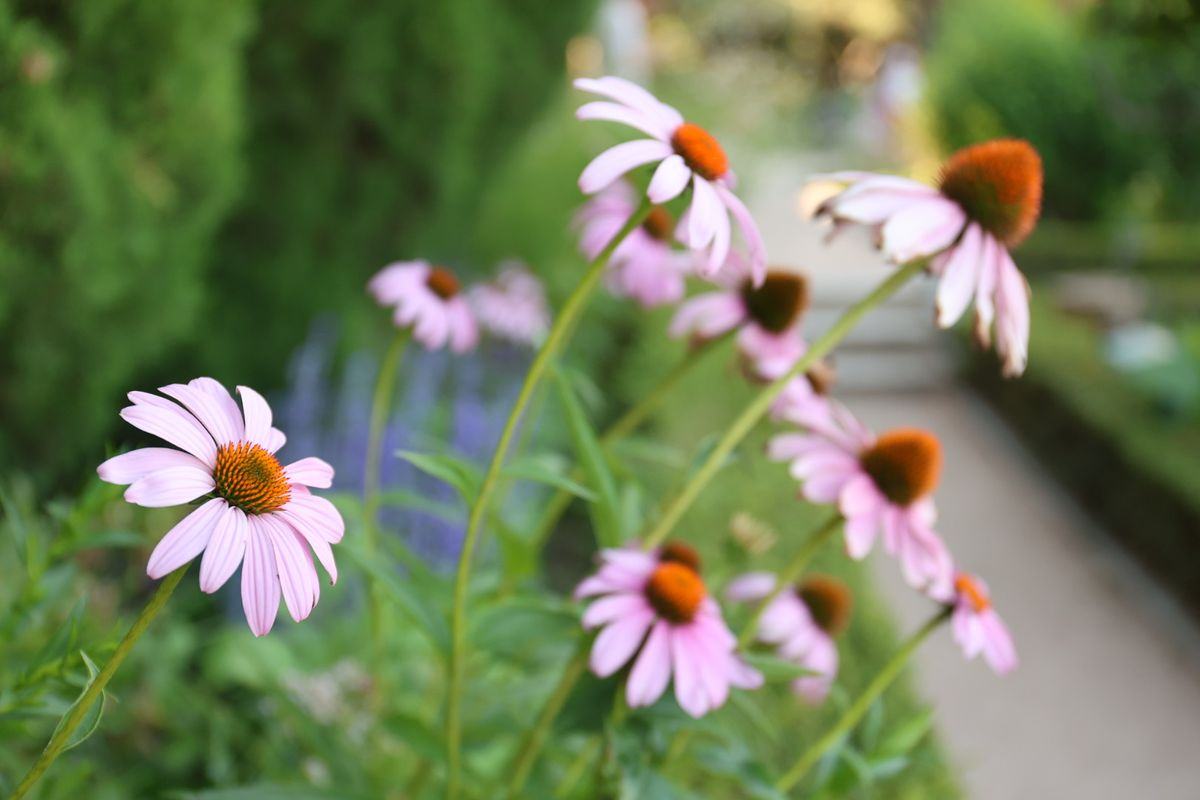 Huerto de Calixto y Melibea, Salamanca