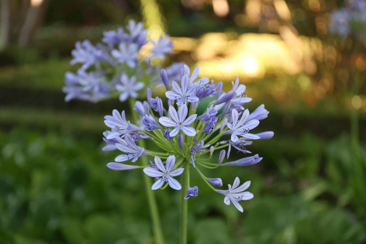 Huerto de Calixto y Melibea, Salamanca
