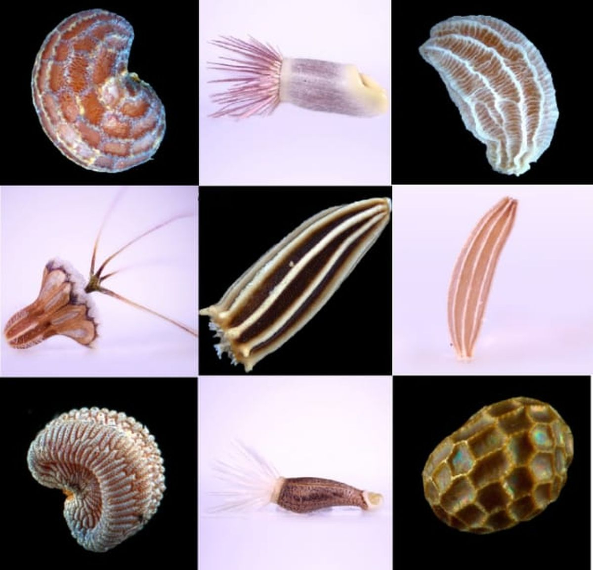 Atlas de semillas de Salamanca: la USAL revela su belleza