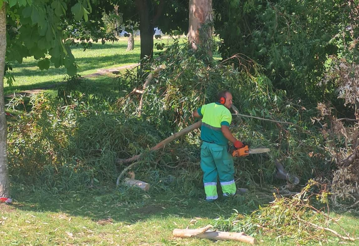 Descabezado con la participación de los Bomberos un eucalipto de la Alameda tras caerse dos ramas
