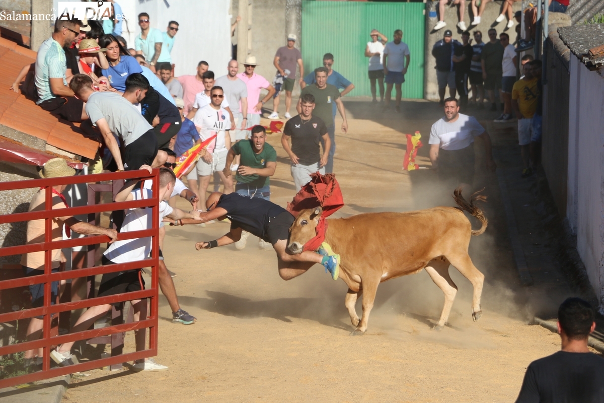 Fiestas de Boada: el IV Toro de Cajón deja dos sustos