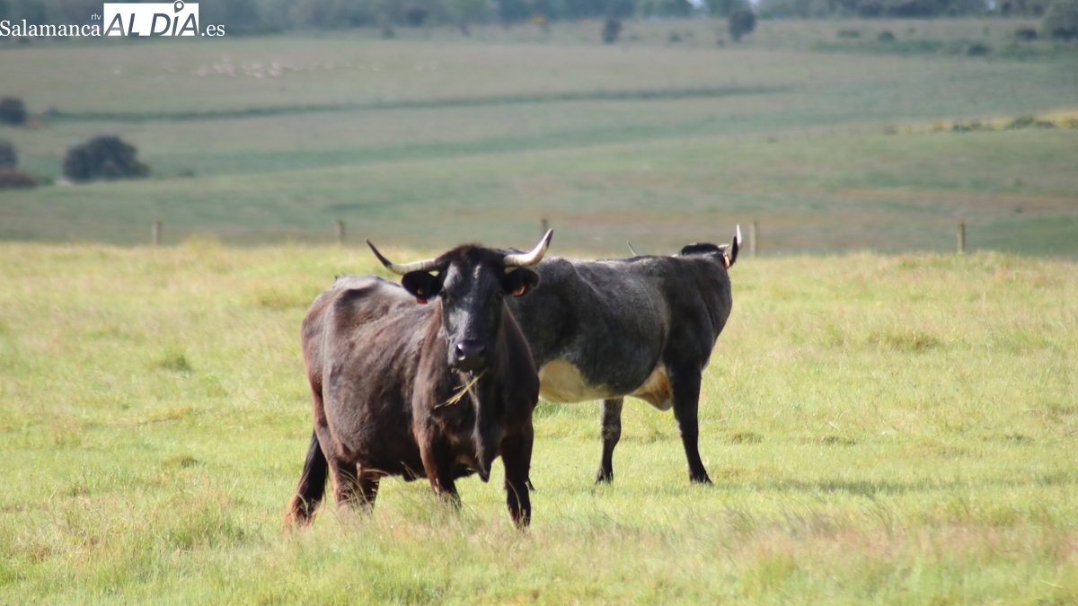 Mercado de ganado y lonja de Salamanca del 21 de juliol de 2025