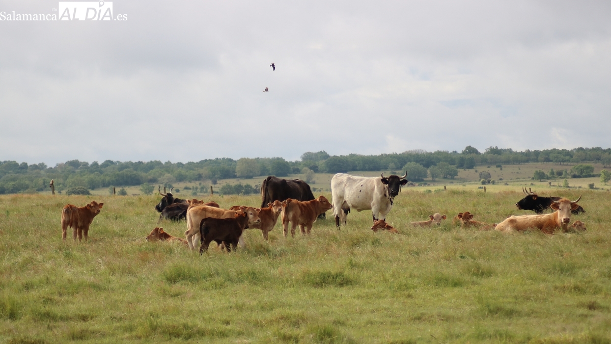 La paja comienza a cotizar, sube el maíz y cae el precio de los corderos