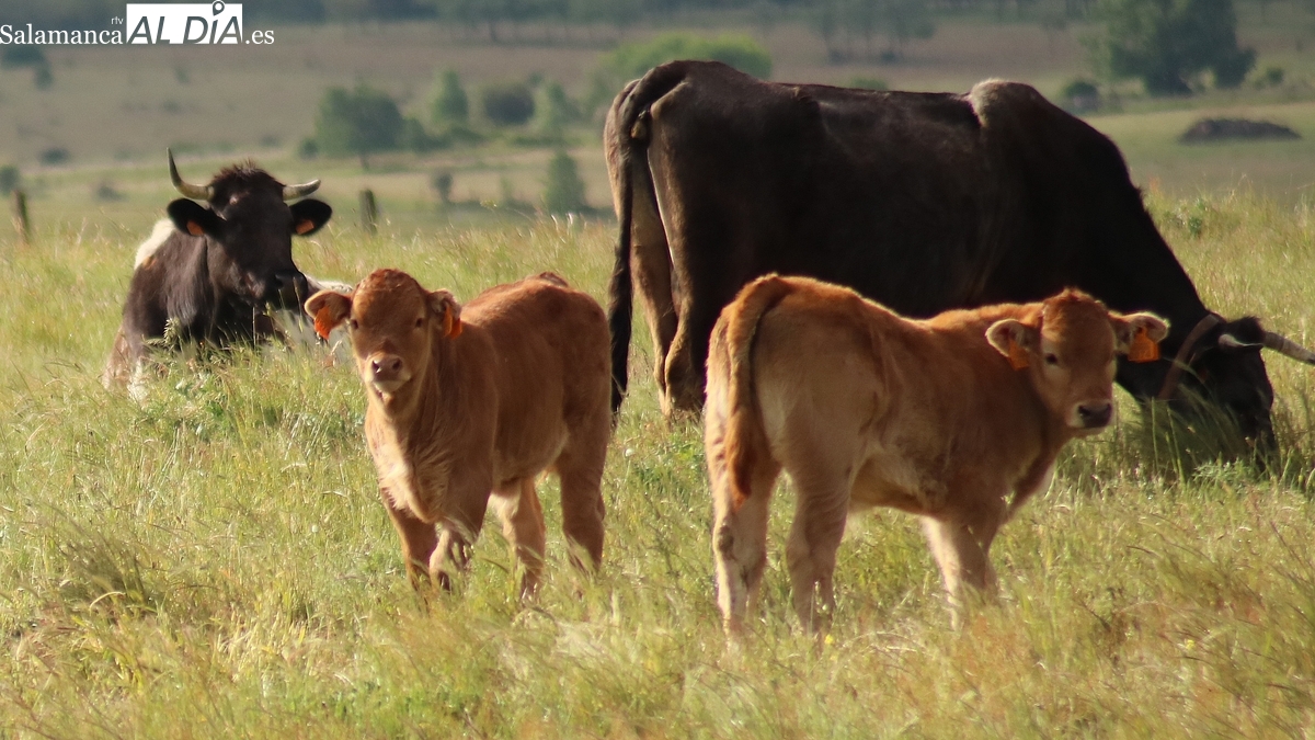 Mercado de ganado y lonja de Salamanca del 28 de julio de 2025