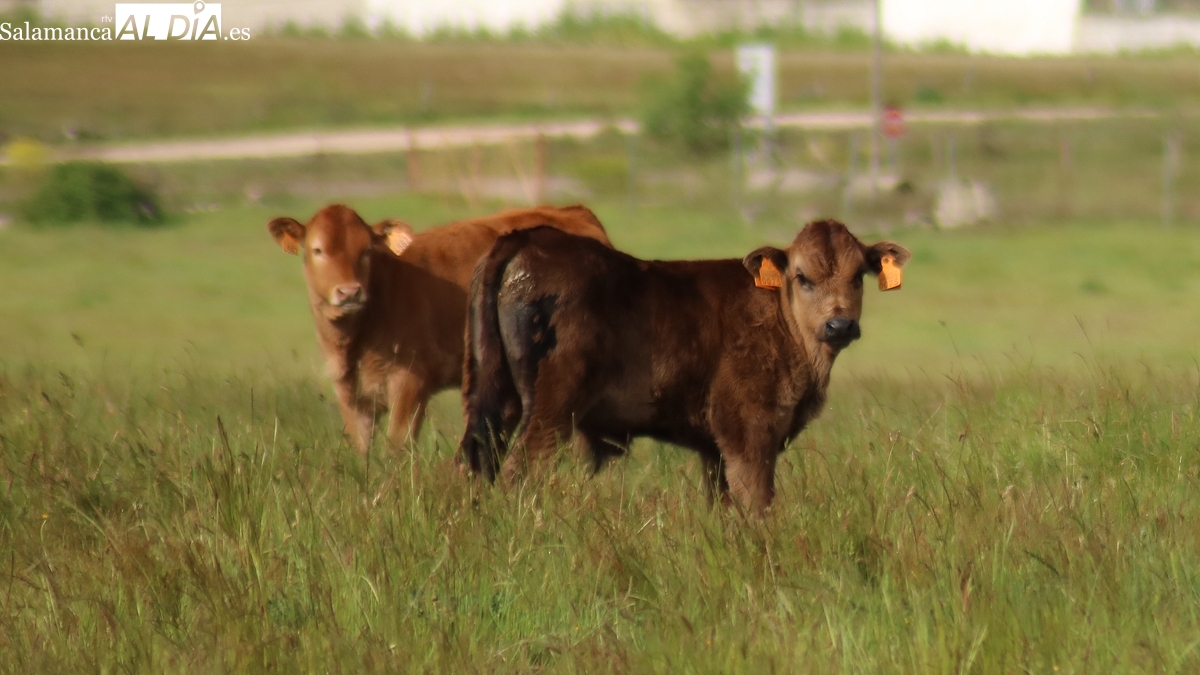 Mercado de ganado y lonja de Salamanca del 14 de julio de 2025