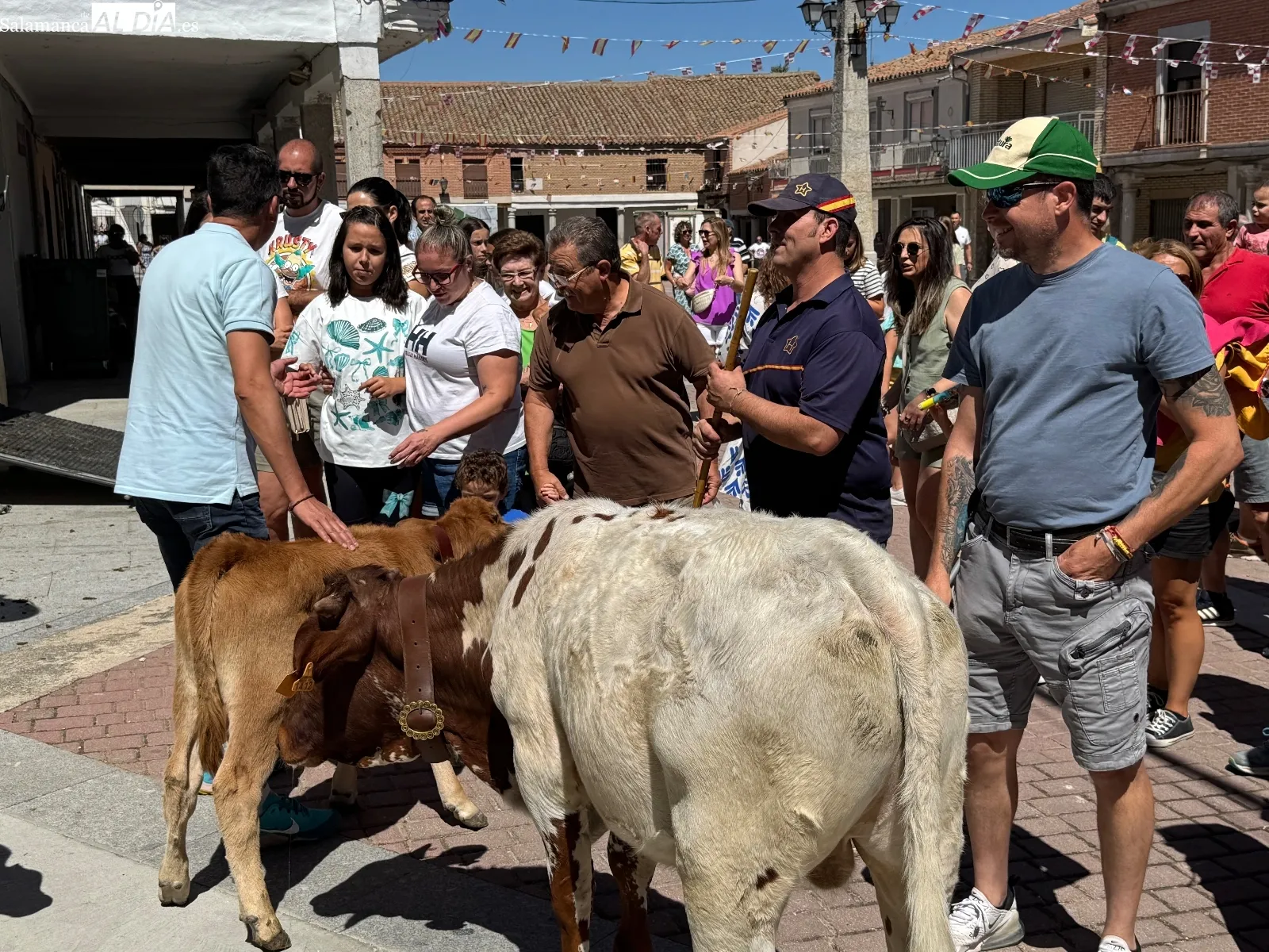 Encierro con minibueyes en Santiago de la Puebla
