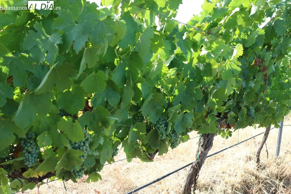 El director técnico del ITACyL, Rafael Sáez, visitaba este jueves la viña experimental de Las Bozas en Villarino de los Aires / CORRAL