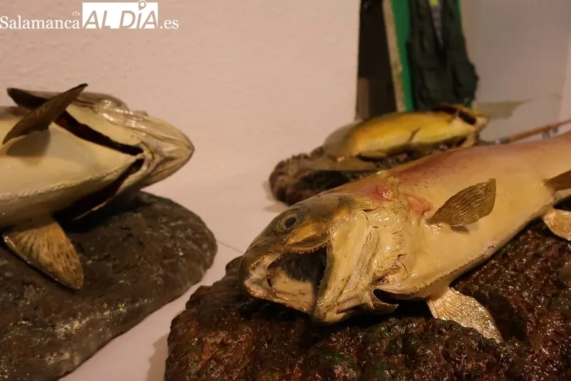 Foto 10 - El Club de Pesca Santa Teresa inaugura una exposici&oacute;n con m&aacute;s de 250 piezas sobre las antiguas artes de pesca
