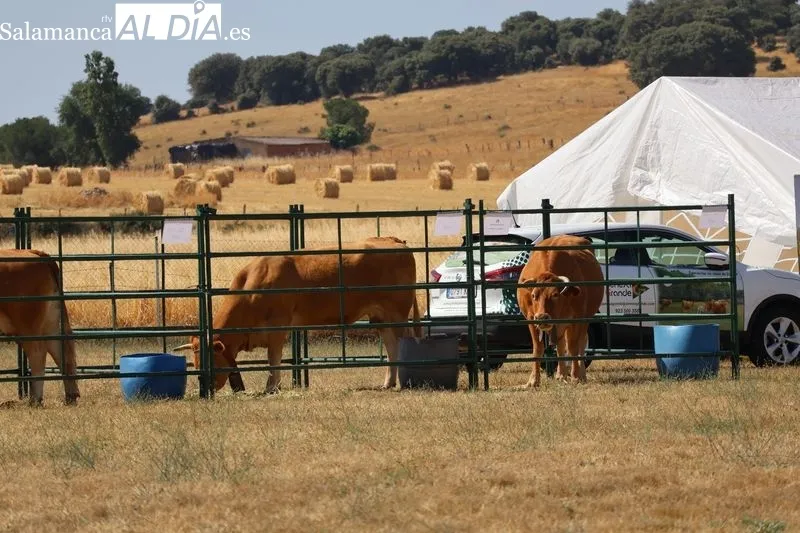 Foto 3 - Galinduste celebra su IX Feria Agroalimentaria con tradici&oacute;n, gastronom&iacute;a y humor