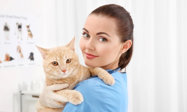 Medicamentos para gatos con problemas urinarios: ¿es segura la prazosina?