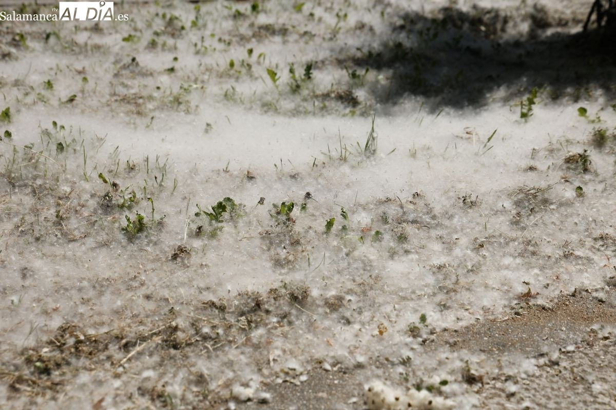 Alergia en Salamanca: cómo consultar los niveles de polen