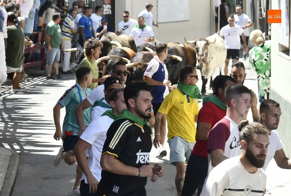Encierro con toros de Villamarta en Moraleja/ Fotos: Adrián M.Pastor