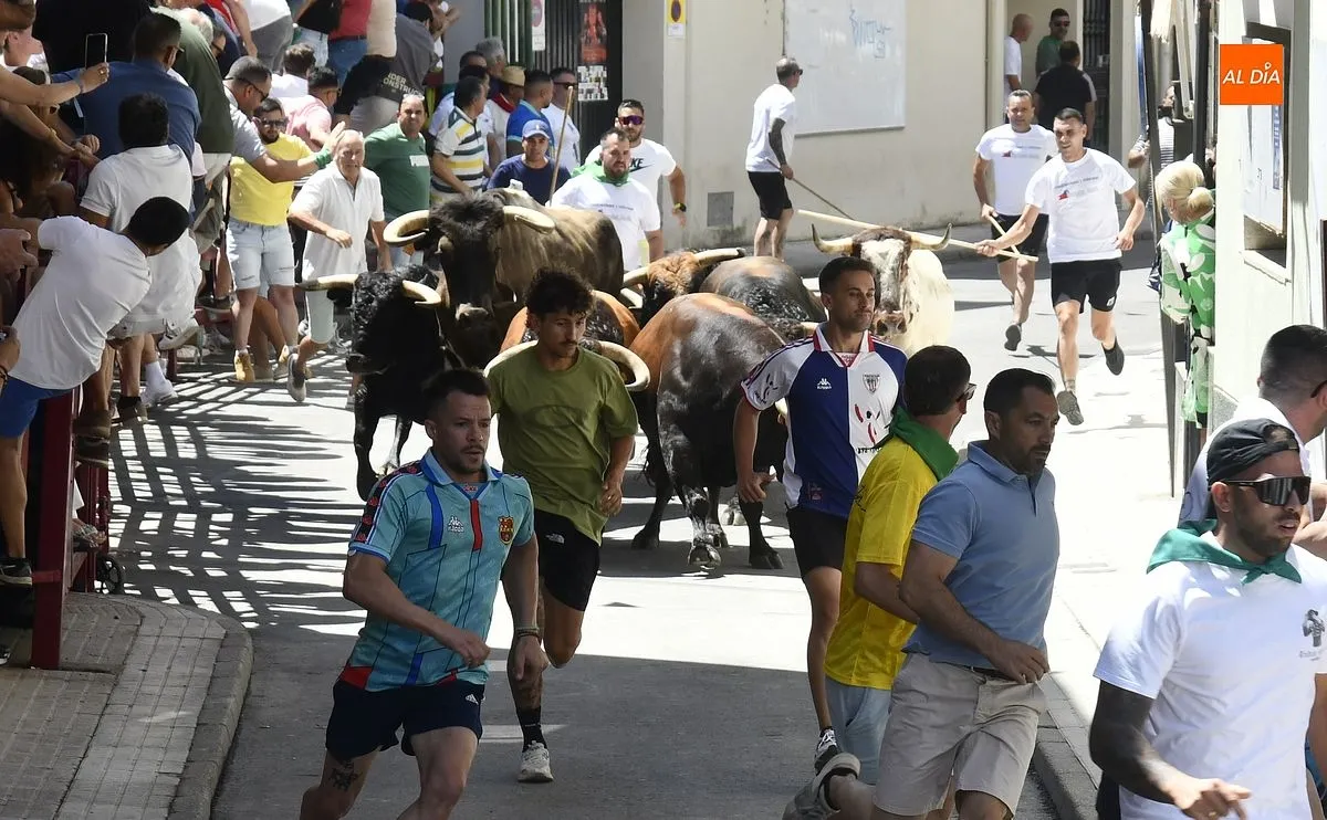Encierro con toros de Villamarta en Moraleja/ Fotos: Adrián M.Pastor