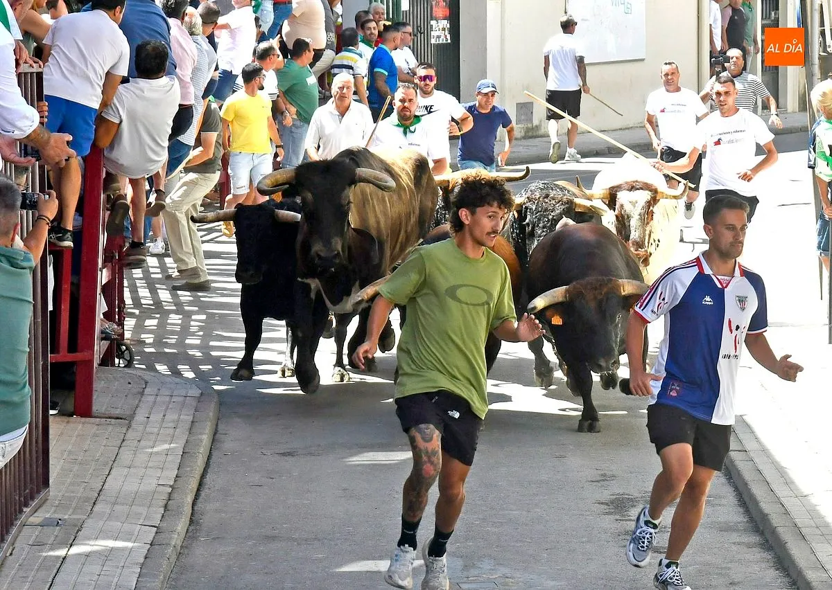 Encierro con toros de Villamarta en Moraleja/ Fotos: Adrián M.Pastor