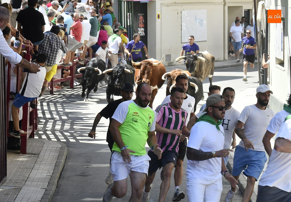Novillos ganadería onubense de Chamaco protagonizan  encierro rápido y limpio en Moraleja