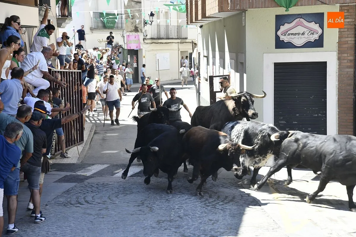 Cuarto y último encierro de San Buenaventura en Moraleja/ Fotos: Adrián M.Pastor
