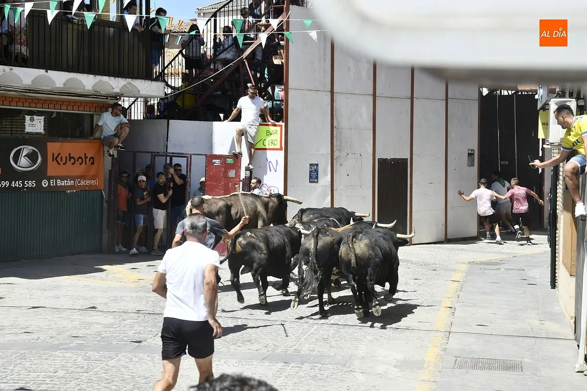 Cuarto y último encierro de San Buenaventura en Moraleja/ Fotos: Adrián M.Pastor