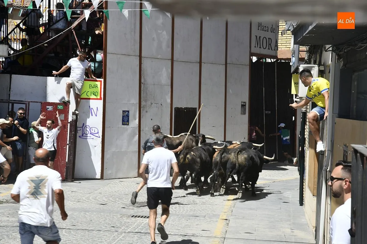 Cuarto y último encierro de San Buenaventura en Moraleja/ Fotos: Adrián M.Pastor