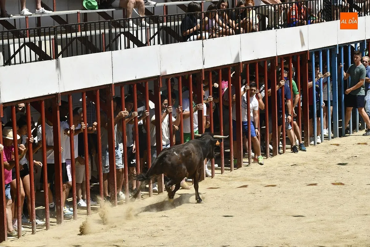 Cuarto y último encierro de San Buenaventura en Moraleja/ Fotos: Adrián M.Pastor