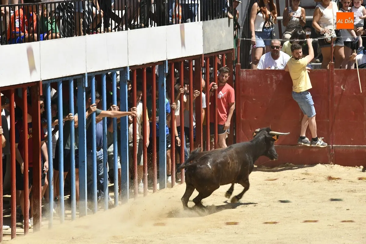 Cuarto y último encierro de San Buenaventura en Moraleja/ Fotos: Adrián M.Pastor
