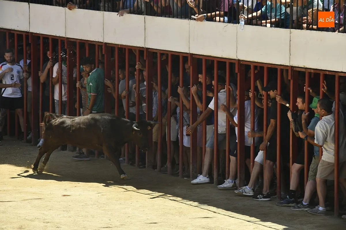 Cuarto y último encierro de San Buenaventura en Moraleja/ Fotos: Adrián M.Pastor