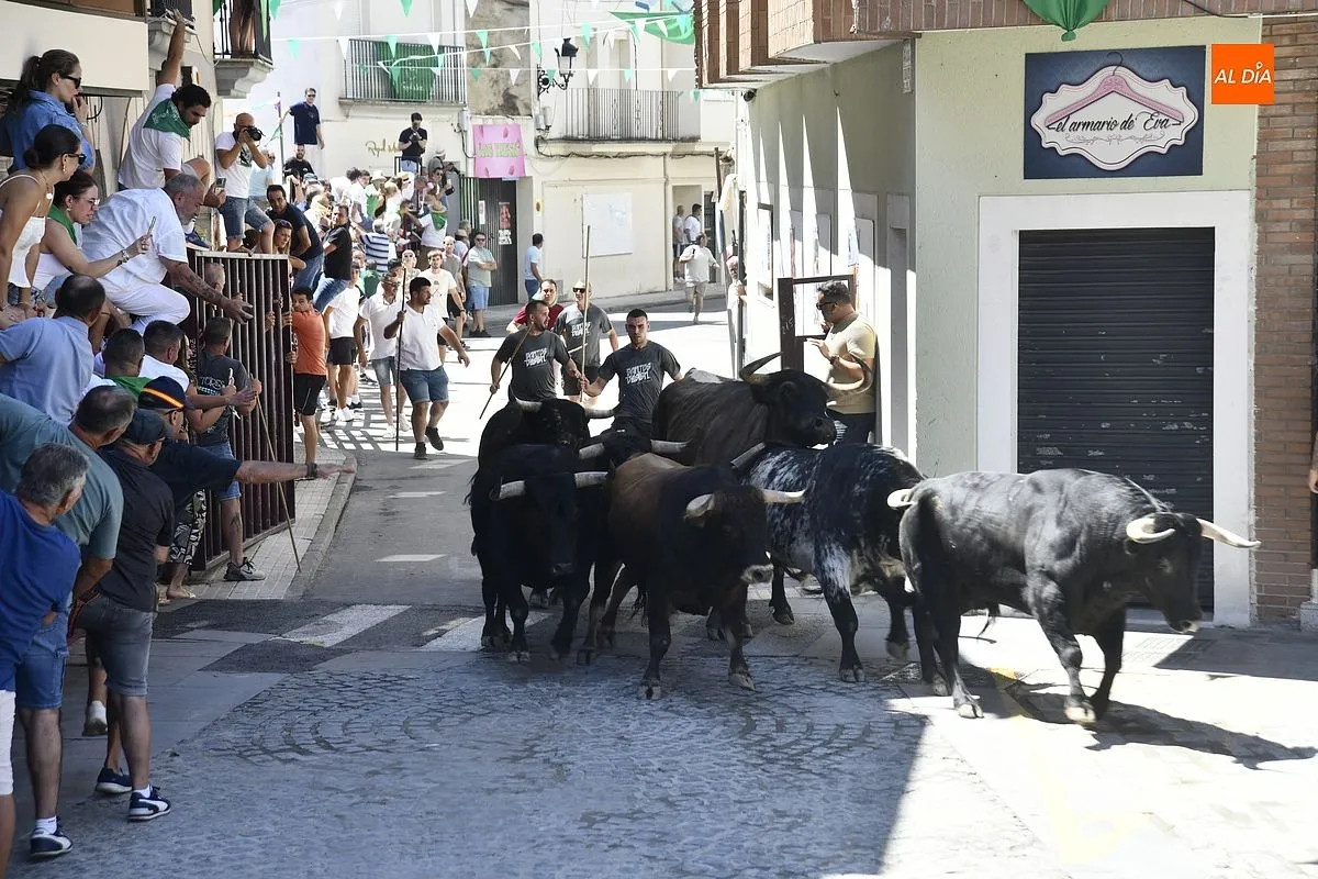 Cuarto y último encierro de San Buenaventura en Moraleja/ Fotos: Adrián M.Pastor