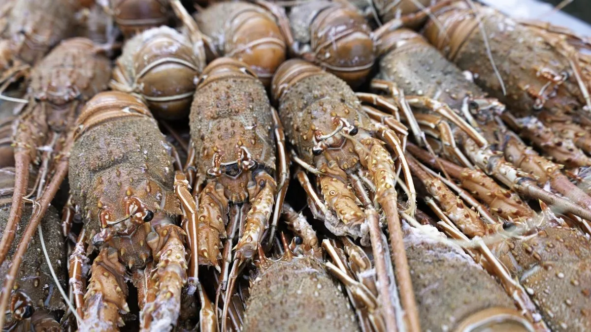 Festival del Marisco de Costa Nova (Ílhavo, Portugal) 
