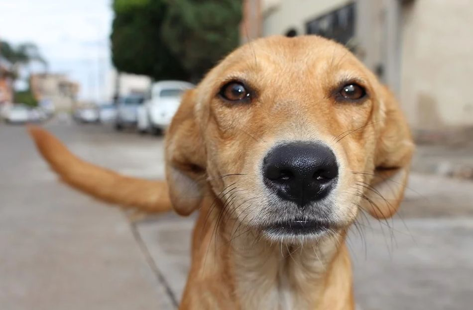 Educación canina en Salamanca para frenar el abandono