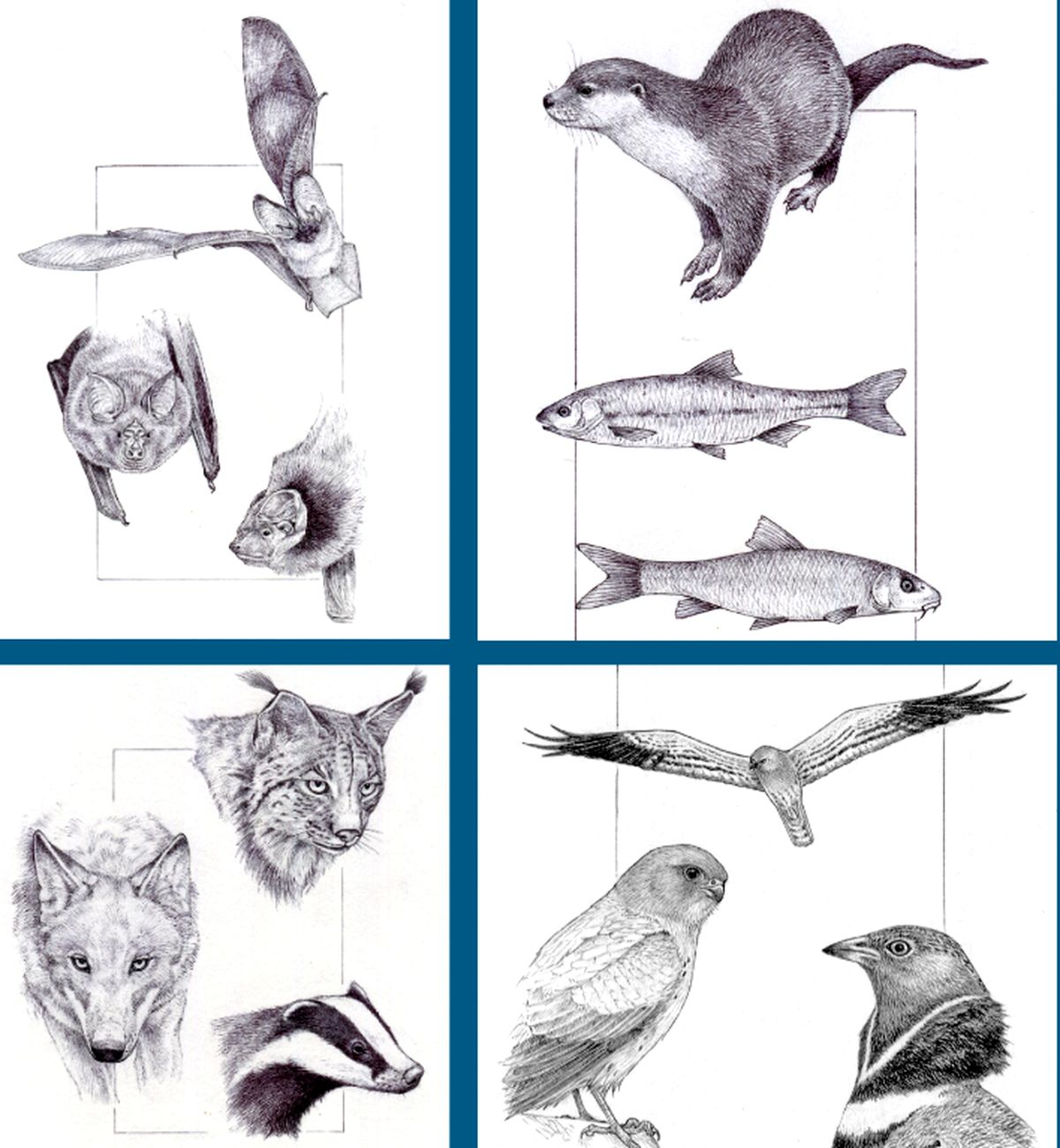 Un estudio revela los corredores y cuellos de botella para el lince ibérico en la cuenca del Duero