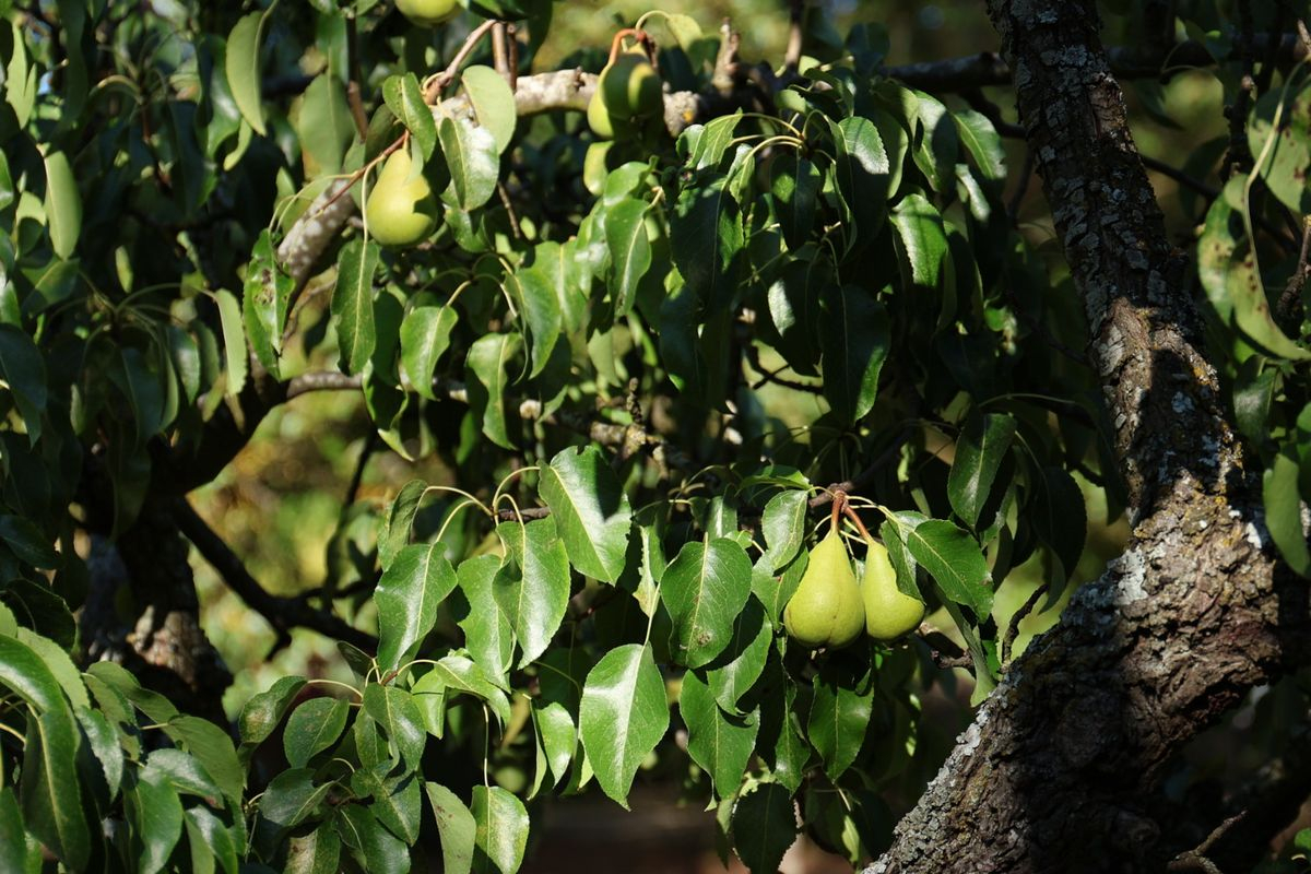 Parque de los Jesuitas, Salamanca