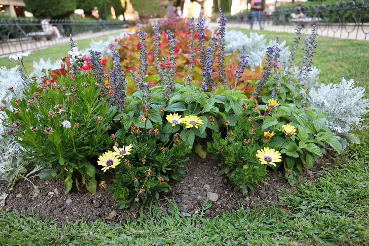 Plaza de la Libertad, Salamanca