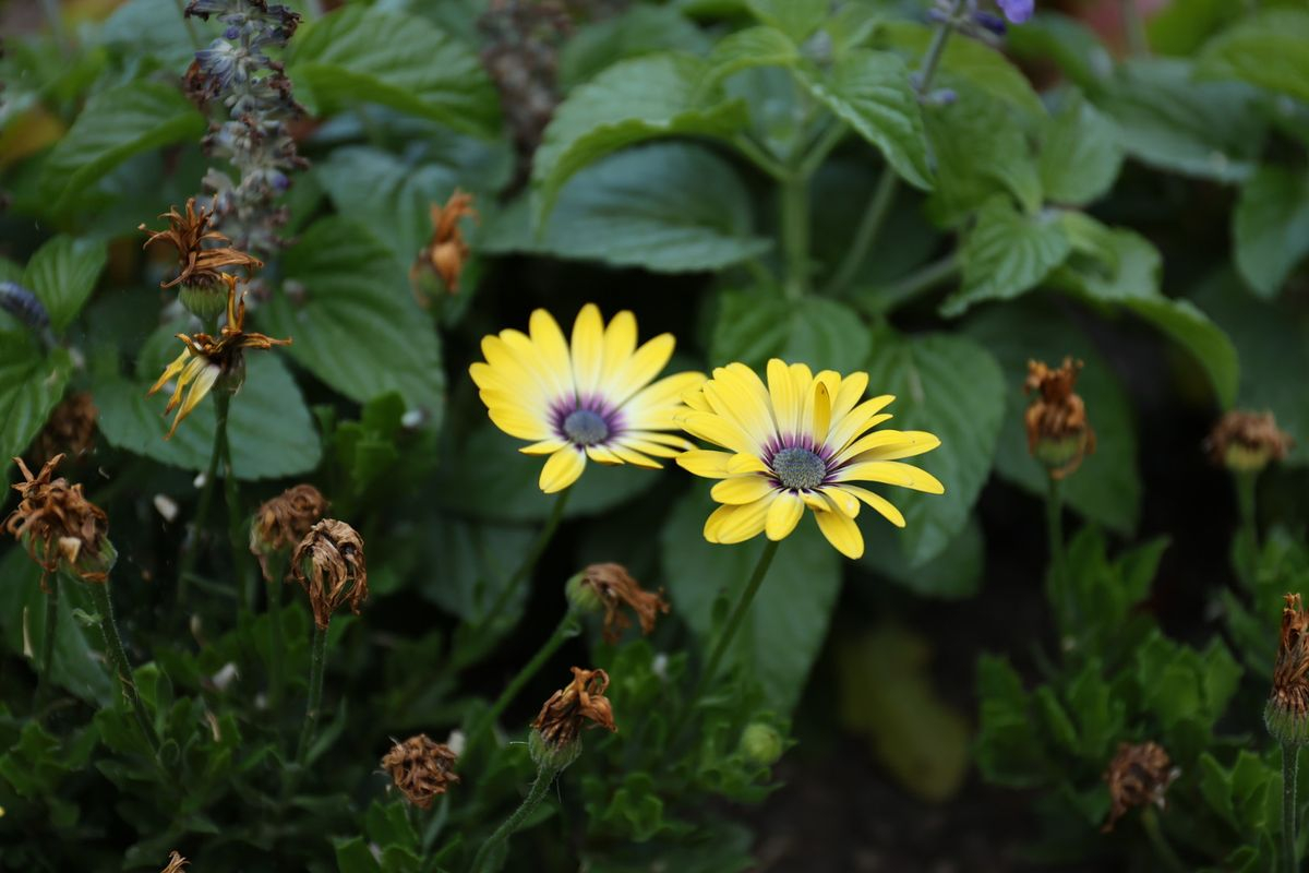 Flores en la plaza de Libertad, en Salamanca