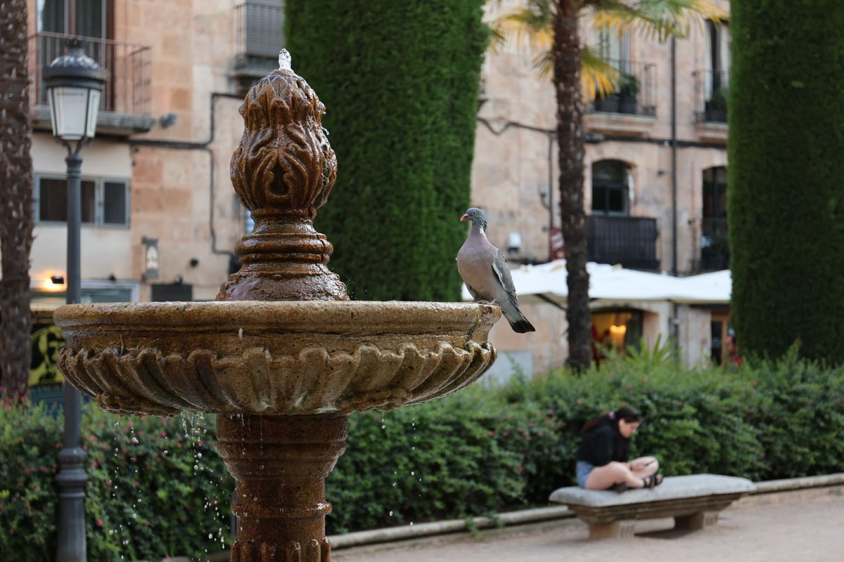 Elegancia, La paloma