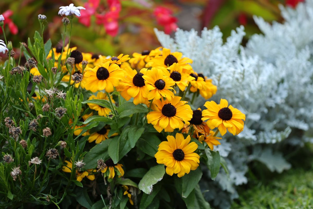 Plaza de la Libertad en Salamanca