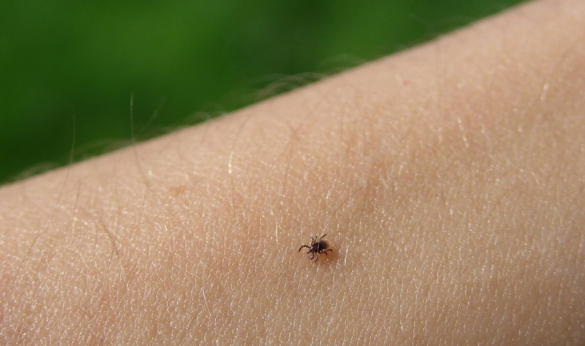 Confirmado un caso de fiebre hemorrágica de Crimea-Congo en Salamanca por una picadura de garrapata