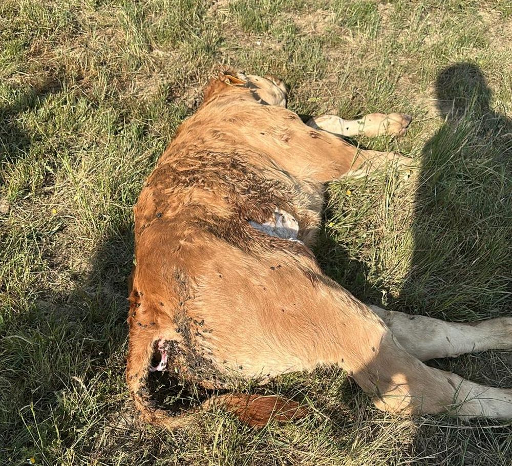 UPA denuncia el abandono de animales muertos en Salamanca