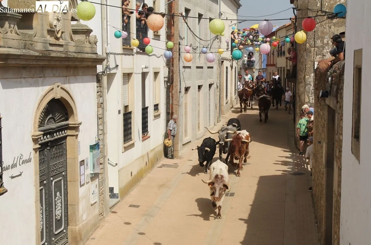 Foto 10 - Los novillos de El Collado ofrecen un r&aacute;pido recorrido en el &uacute;ltimo encierro de las fiestas de Lumbrales