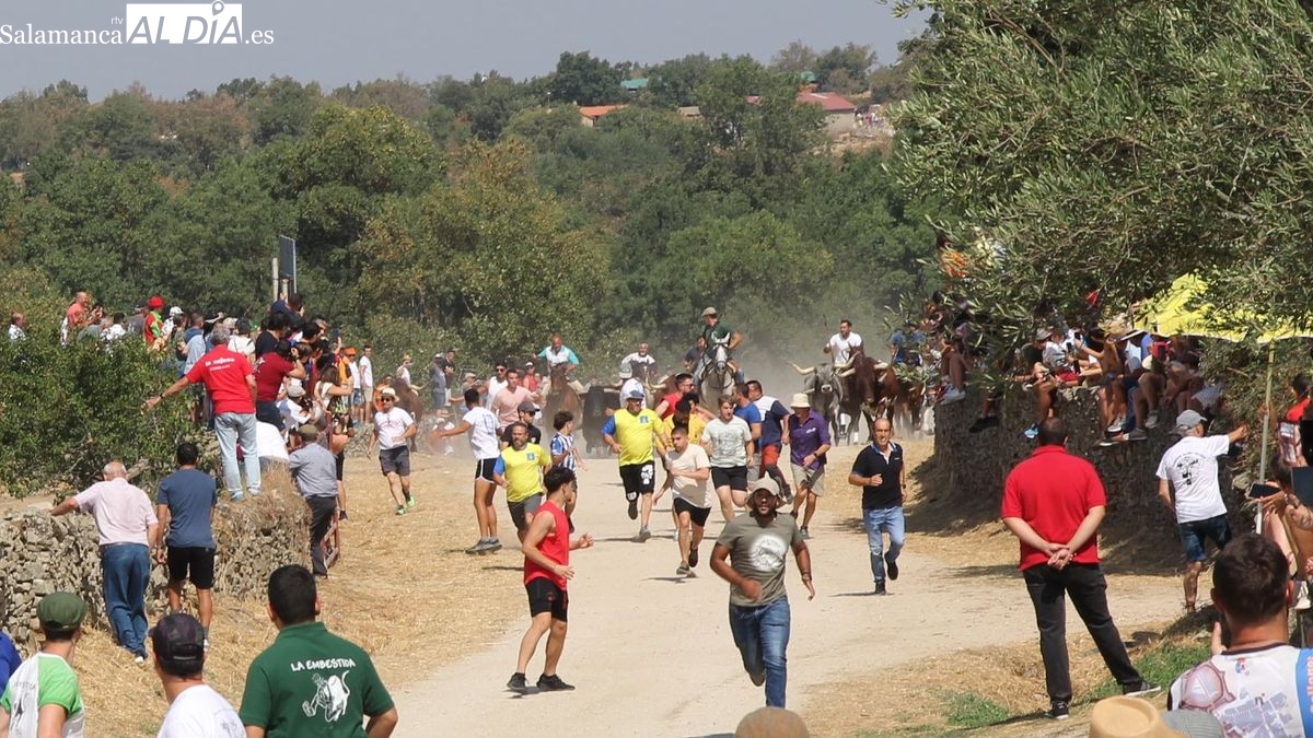 Lumbrales celebra el segundo encierro a caballo con novillos de El Collado