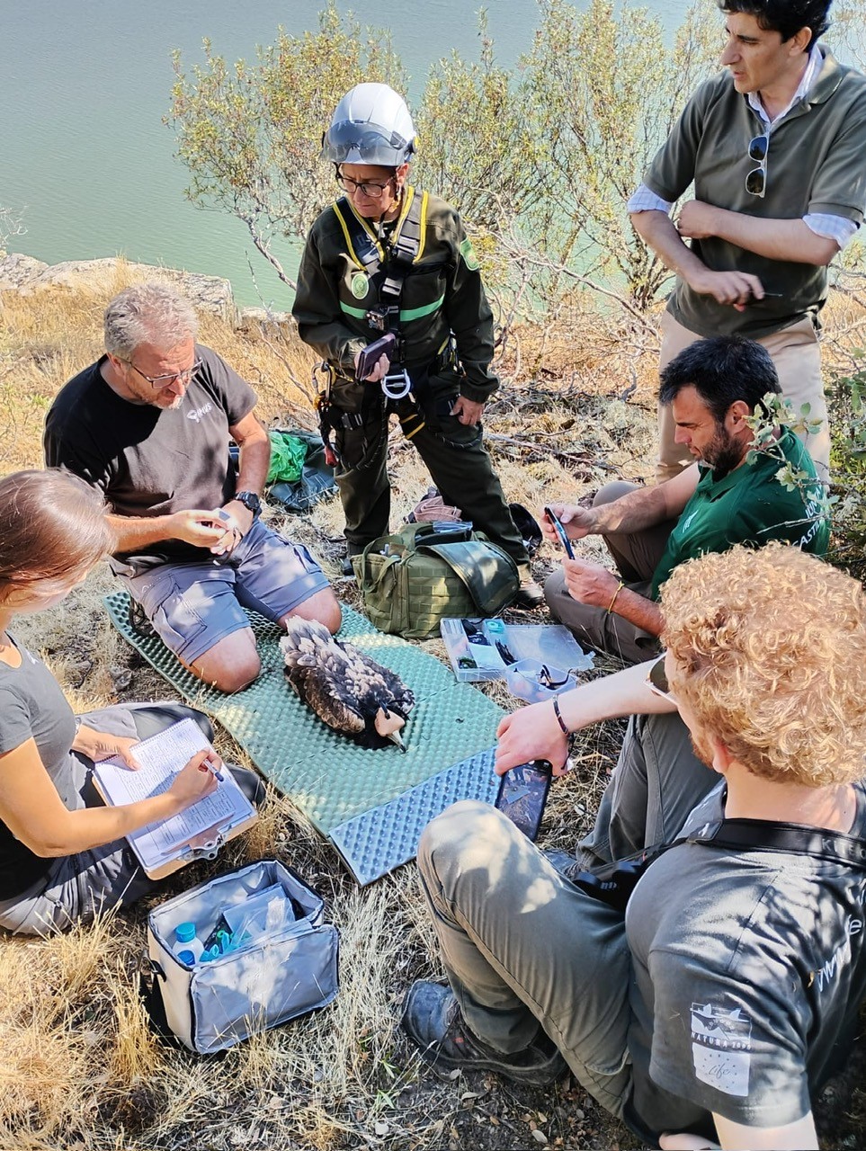Marcaje GPS de alimoches en Salamanca, León y Zamora para su conservación