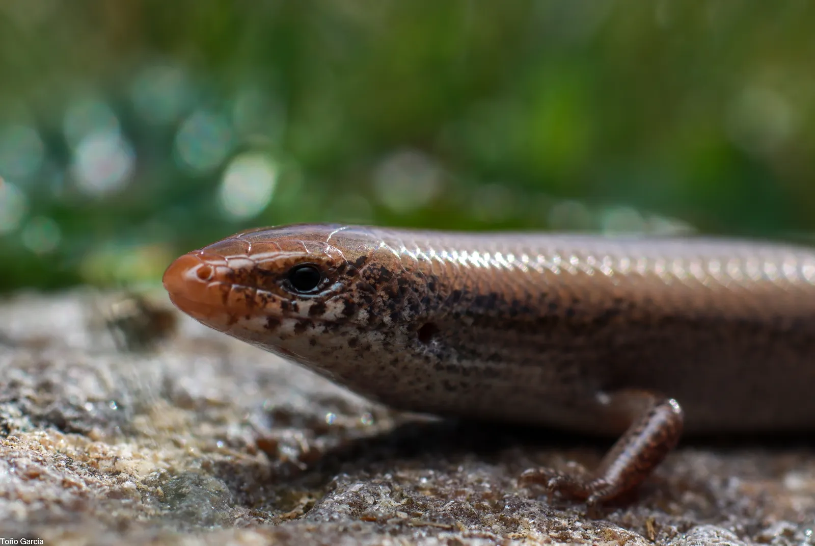 Imaginarium: la ventana digital para conocer al detalle todos los reptiles de la provincia de Salamanca