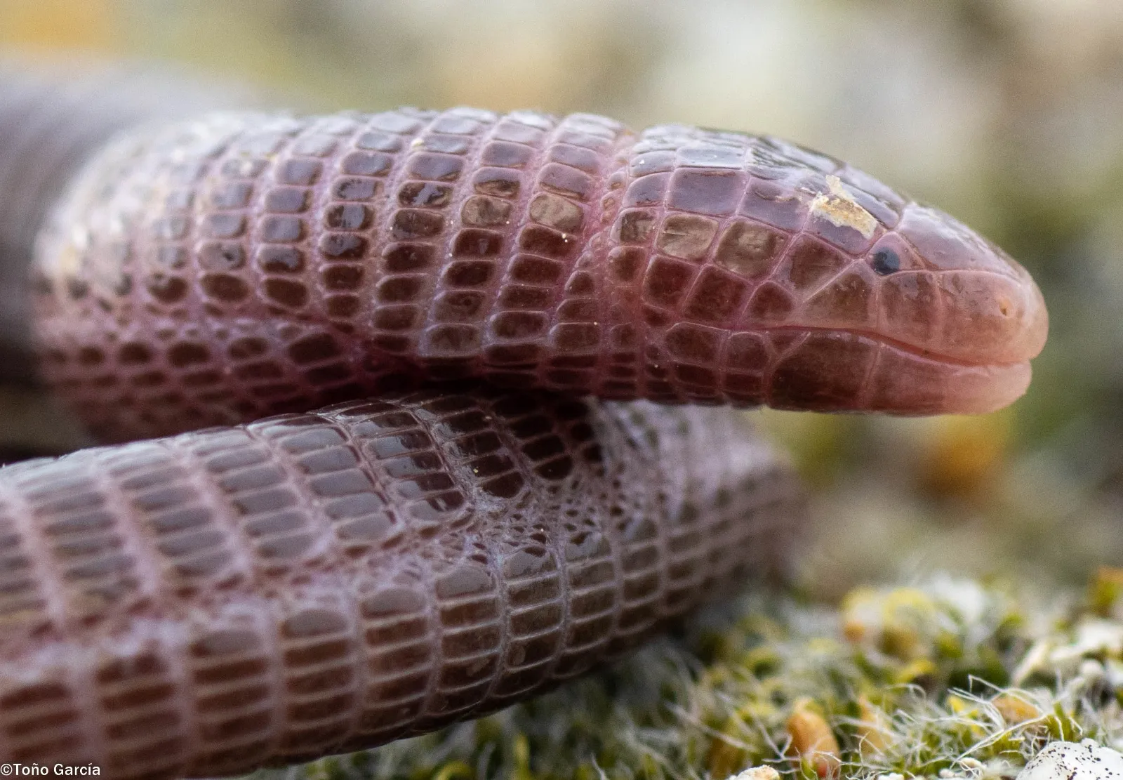 Imaginarium: la ventana digital para conocer al detalle todos los reptiles de la provincia de Salamanca