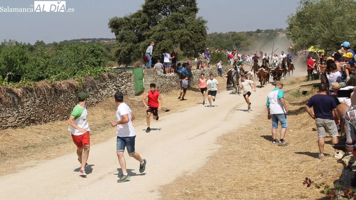 Foto 3 - R&aacute;pido y limpio encierro de los novillos de El Collado en Lumbrales