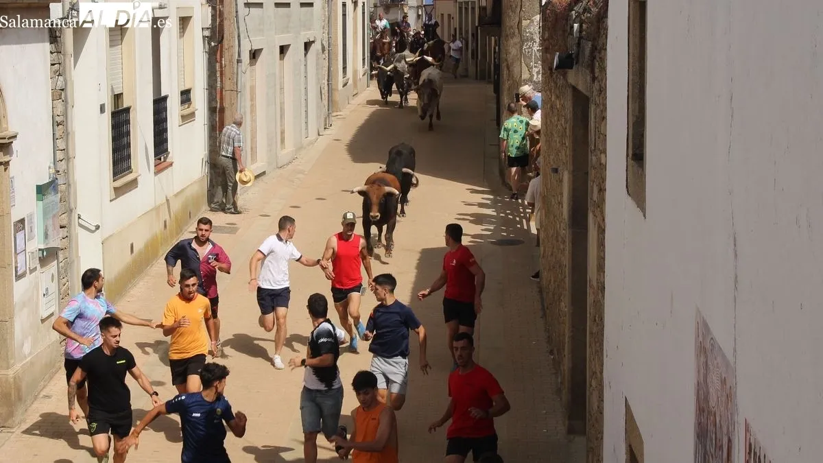 Foto 3 - Los novillos de El Collado ofrecen un r&aacute;pido recorrido en el &uacute;ltimo encierro de las fiestas de Lumbrales