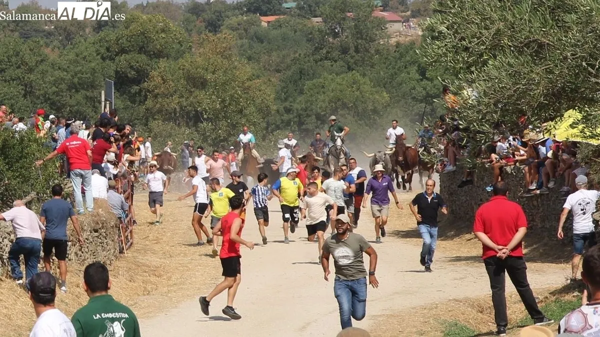 Foto 2 - R&aacute;pido y limpio encierro de los novillos de El Collado en Lumbrales