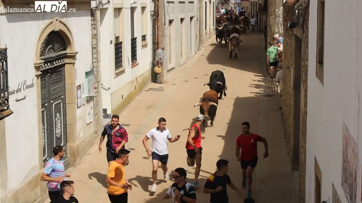 Foto 2 - Los novillos de El Collado ofrecen un r&aacute;pido recorrido en el &uacute;ltimo encierro de las fiestas de Lumbrales